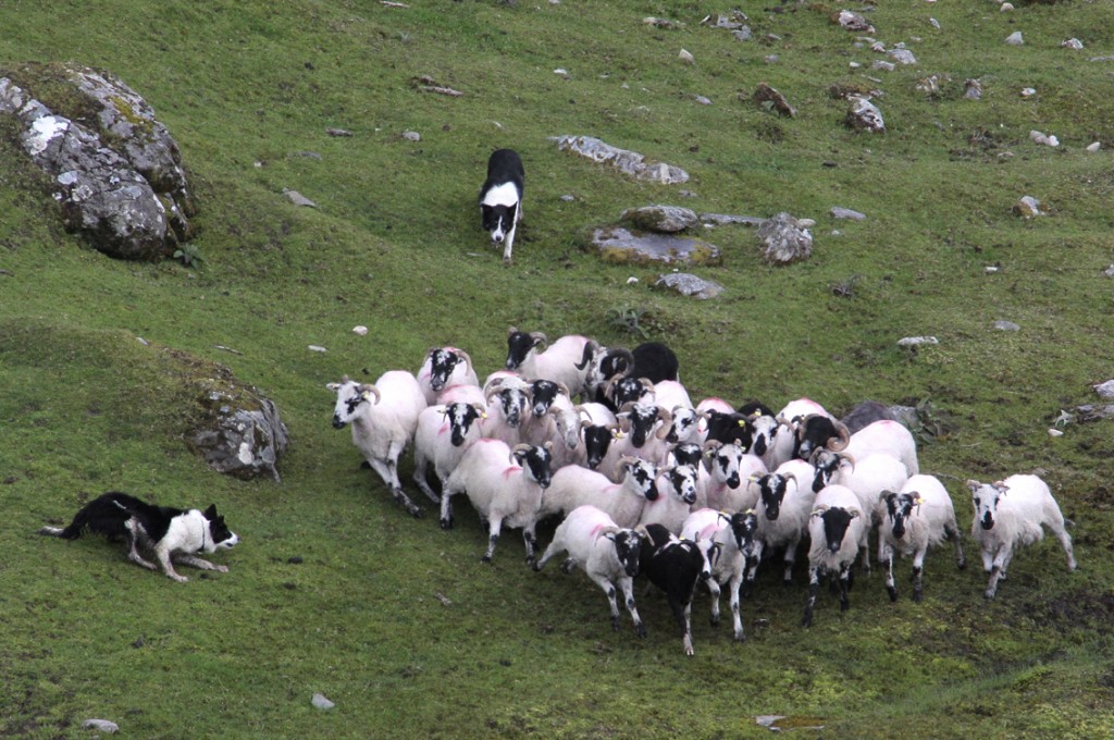 Irland 2014 (144) Kissane fårefarm