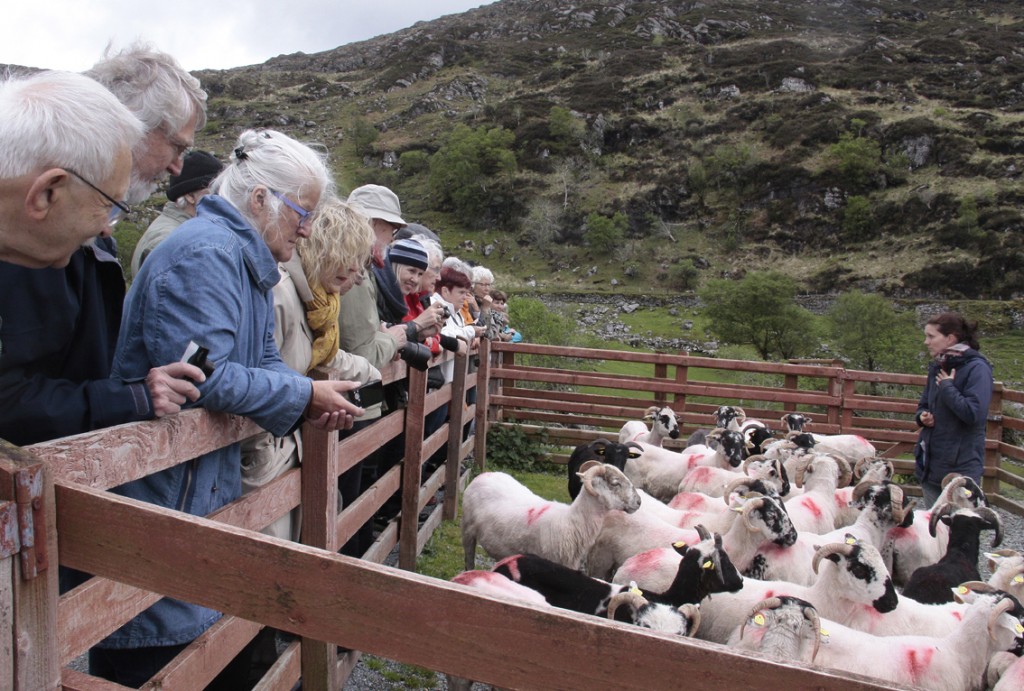Irland 2014 (149) Kissane fårefarm
