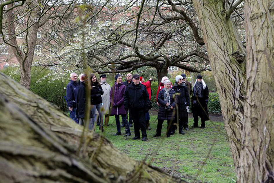 Veteranerne blandt de 1.000 træer og forårsblomstrende forsythia i Bispebjerg haveanlæg. Fotos: Peter Kay.